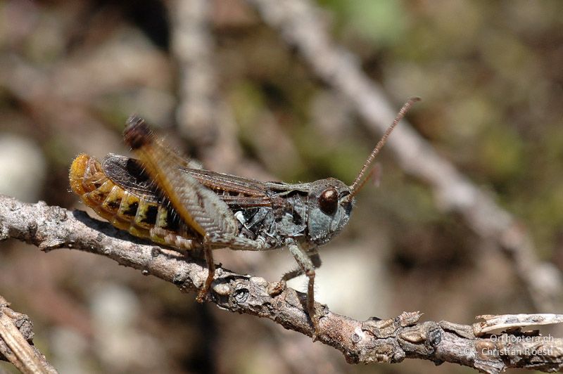 Myrmeleotettix maculatus, Männchen