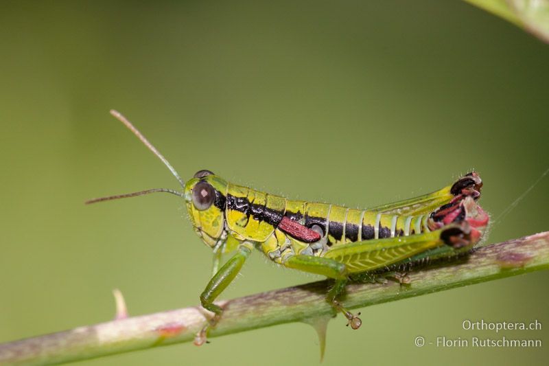 Odontopodisma schmidtii ♂ - IT, Friaul-Julisch, Cornino, 12.07.2010