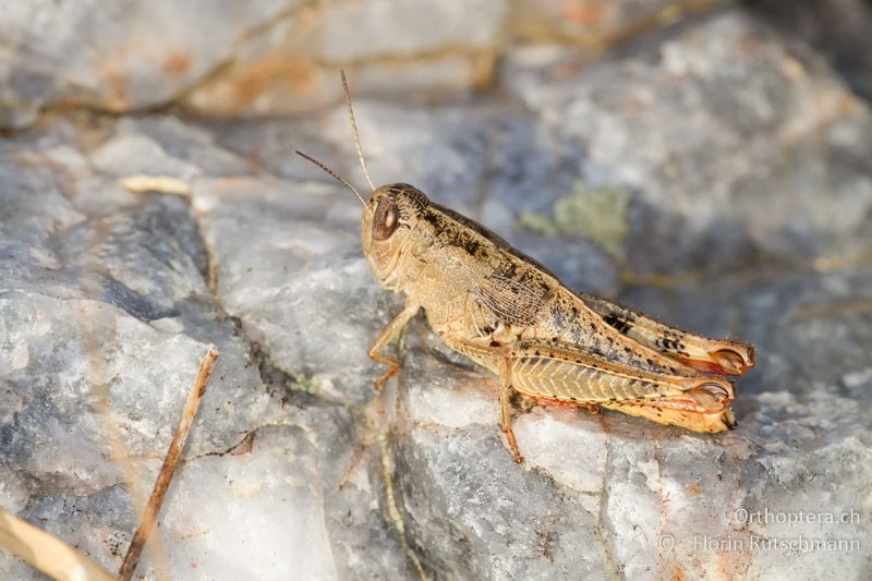 Paracaloptenus caloptenoides ♀ - GR, Westmakedonien, Mt. Vernon, 22.07.2012