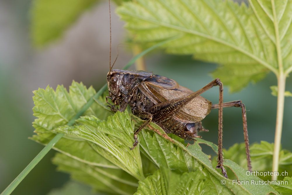 Zeuneriana marmorata ♂ - SLO, Osrednjeslovenska, Ig, 18.07.2015