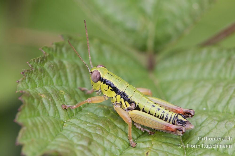 Flügellose Knarrschrecke (Micropodisma salamandra) ♂ - HR, Istrien, Motovun, 16.06.2016