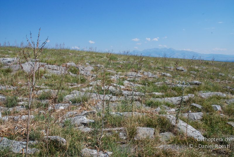 Lebensraum der Sägeschrecke Saga rammei - GR, Zentralmakedonien, Alistrati, 07.07.2013