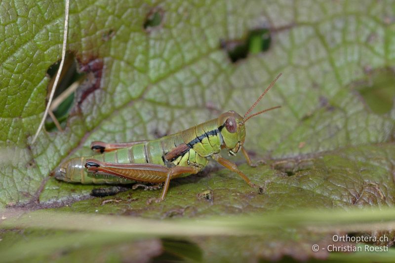 Pseudopodisma fieberi ♀ - IT, Venetien, Schio, Mt. Summano, 30.09.2006