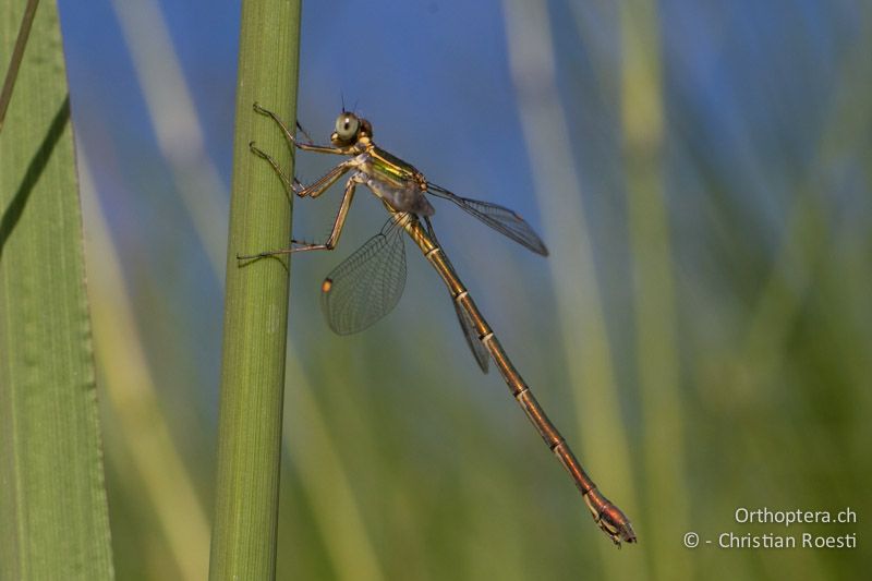 cf. Chlorolestes fasciatus, Mountain Malachite ♀ - SA, Mpumalanga, Dullstroom, Field & Stream Lodge, 12.01.2015