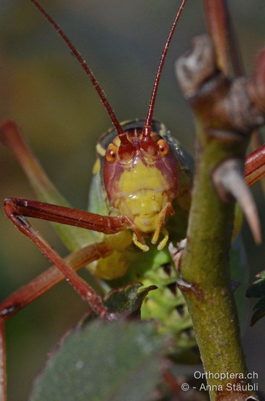 Barbitistes yersini ♂ - HR, Istrien, Mala Učka, 21.07.2015