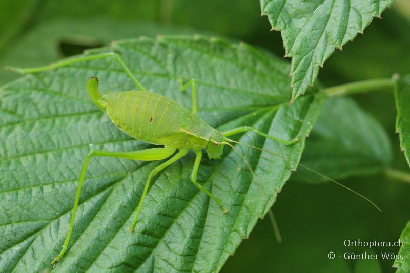 Isophya brevicauda ♀ - AT, Steiermark, Einöd, 07.09.2016