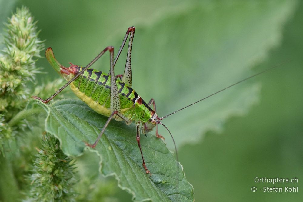 Poecilimon thoracicus ♀ - BG, Chaskowo, Matochina, 09.07.2018