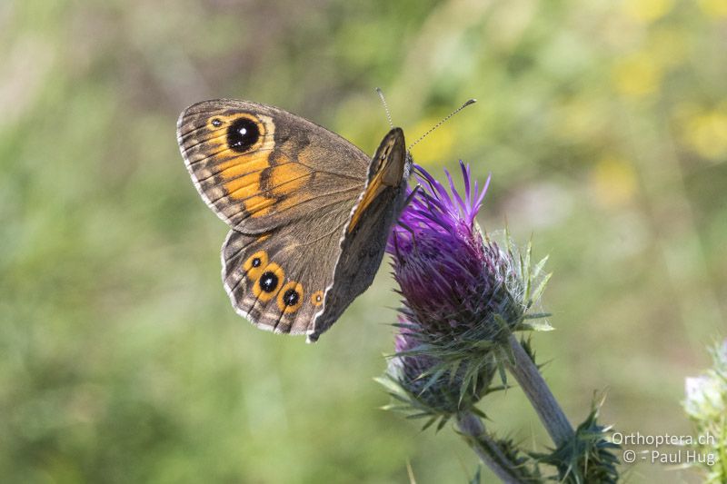 Lasiommata sp. - GR, Zentralmakedonien, Mt. Vrondous, 09.07.2017