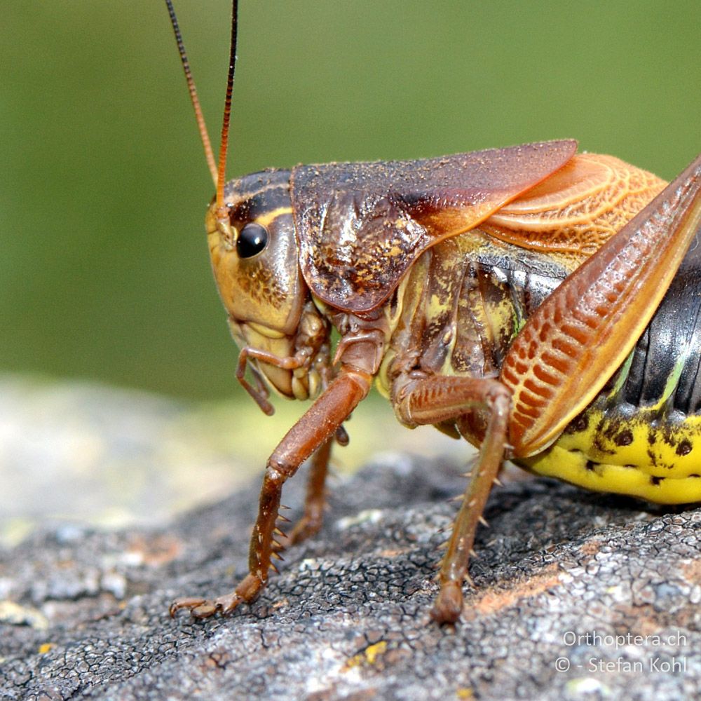 ♂ der Bergschrecke (Psorodonotus fieberi) - GR, Westmakedonien, Mt. Varnous, 11.07.2013