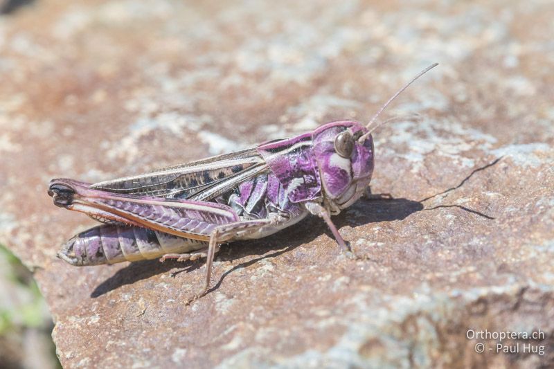 Stenobothrus rubicundulus - GR, Westmakedonien, Pisoderi am Mt. Varnous, 12.07.2017