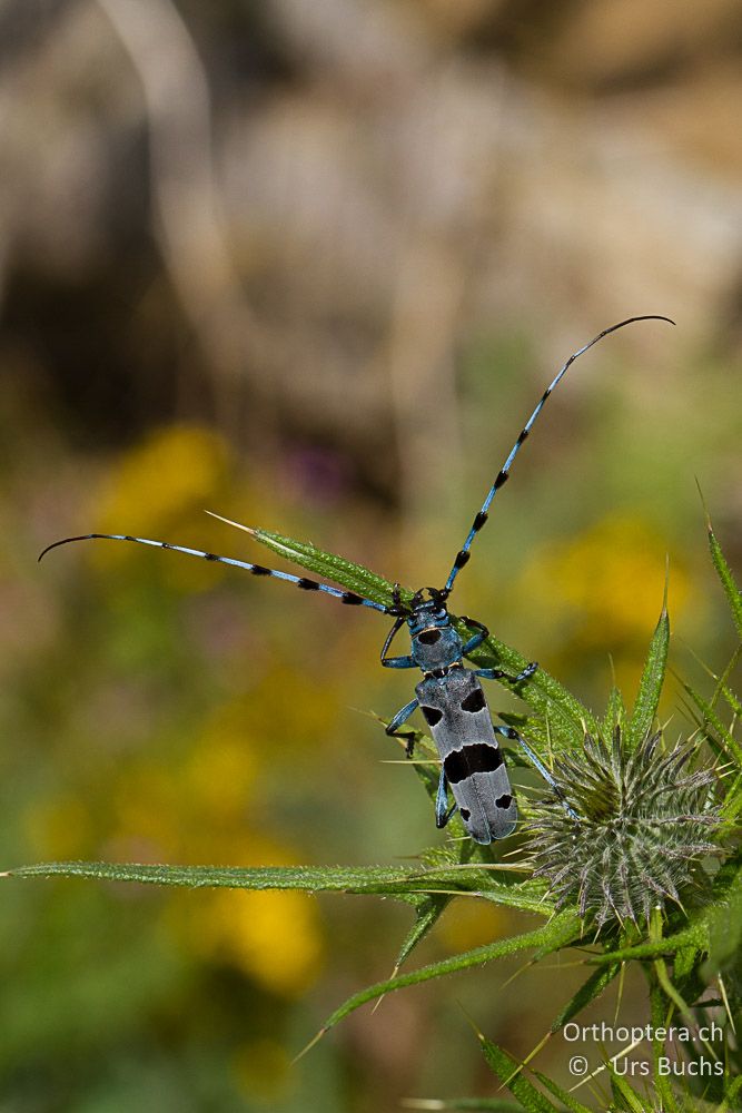 Rosalia alpina - GR, Westmakedonien, Mt. Varnous, 11.07.2013