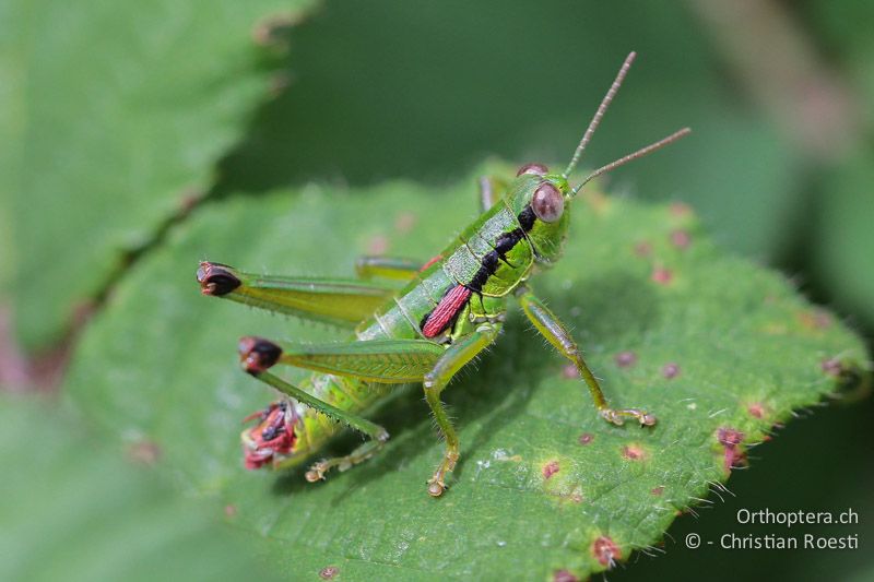 Odontopodisma decipiens insubrica ♂ - CH, TI, Mt. Generoso, 13.09.2012