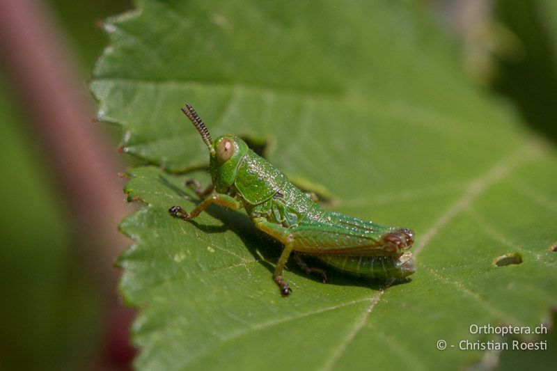 4. Larvenstadium eines Odontopodisma decipiens insubrica ♂ - CH, TI, Mugena, 21.06.2013