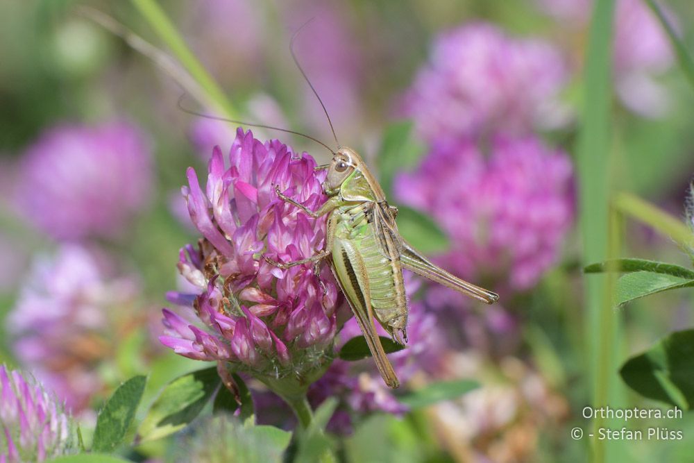 Metrioptera arnoldi ♂ - BG, Sofia, Kopriwschtiza, 11.07.2018