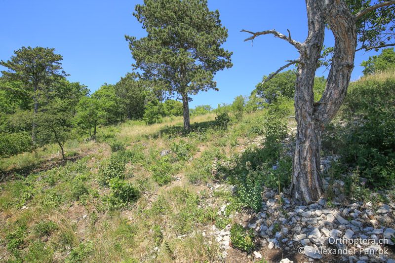 Optimaler Lebensraum an der Thermenlinie - AT, Niederösterreich, Pfaffstätten, 11.07.2015