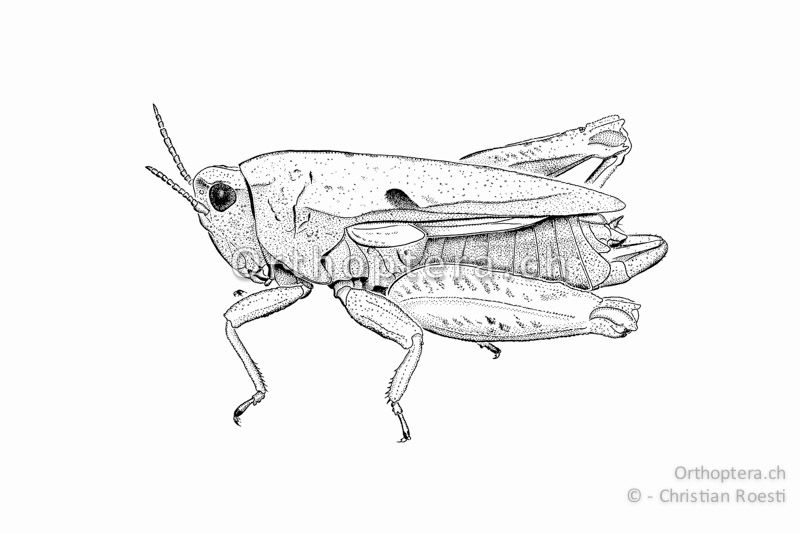 Habitus von Tetrix bipunctata ♂. Zu beachten sind die kurzen, untersetzten Fühler, der schmale Vorderflügel und die insgesamt massige Gestalt.