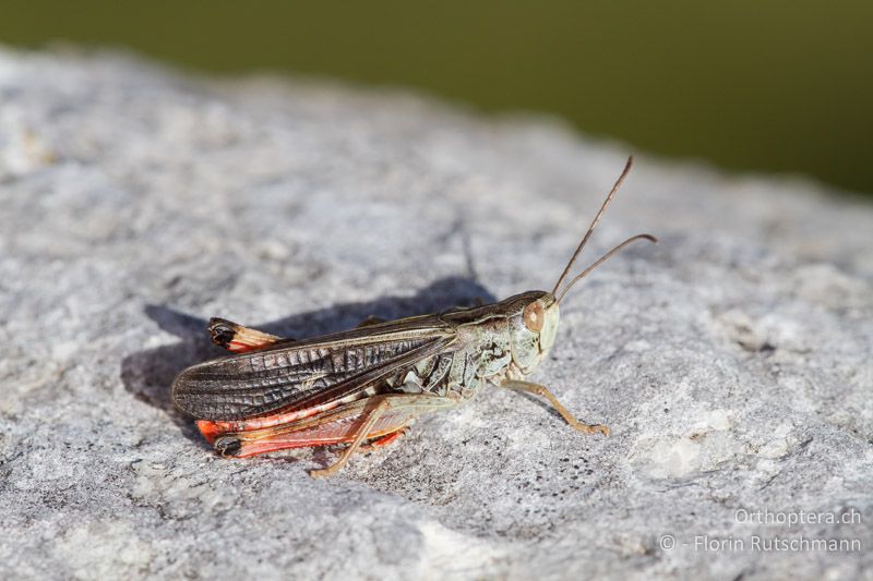 Stenobothrus rubicundulus ♂ - GR, Ostmakedonien, Mt. Pangeon, 25.07.2012