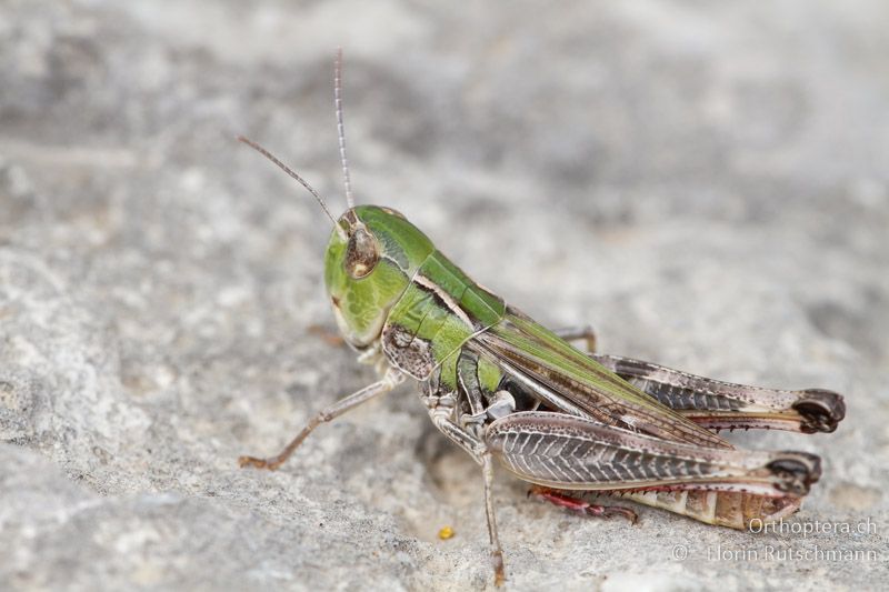 Stenobothrus fischeri ♀ - GR, Epirus, Mt. Soulion, 17.06.2013