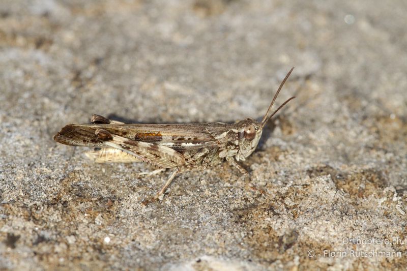 Aiolopus thalassinus ♂ - GR, Ostmakedonien, Lagos, 20.07.2013