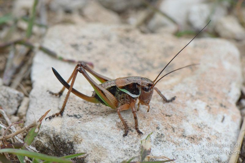 Larve von Anonconotus ghiliani ♀ - FR, Chalet Reynard, 04.07.2014