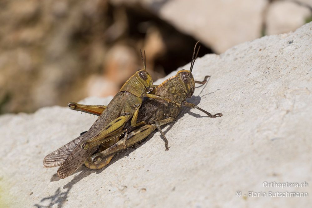 Paarung der Ägyptischen Wanderheuschrecke (Anacridium aegyptium) - HR, Primorje-Gorski kotar, Novi Vinodolski, 27.07.2014, 27.07.2014