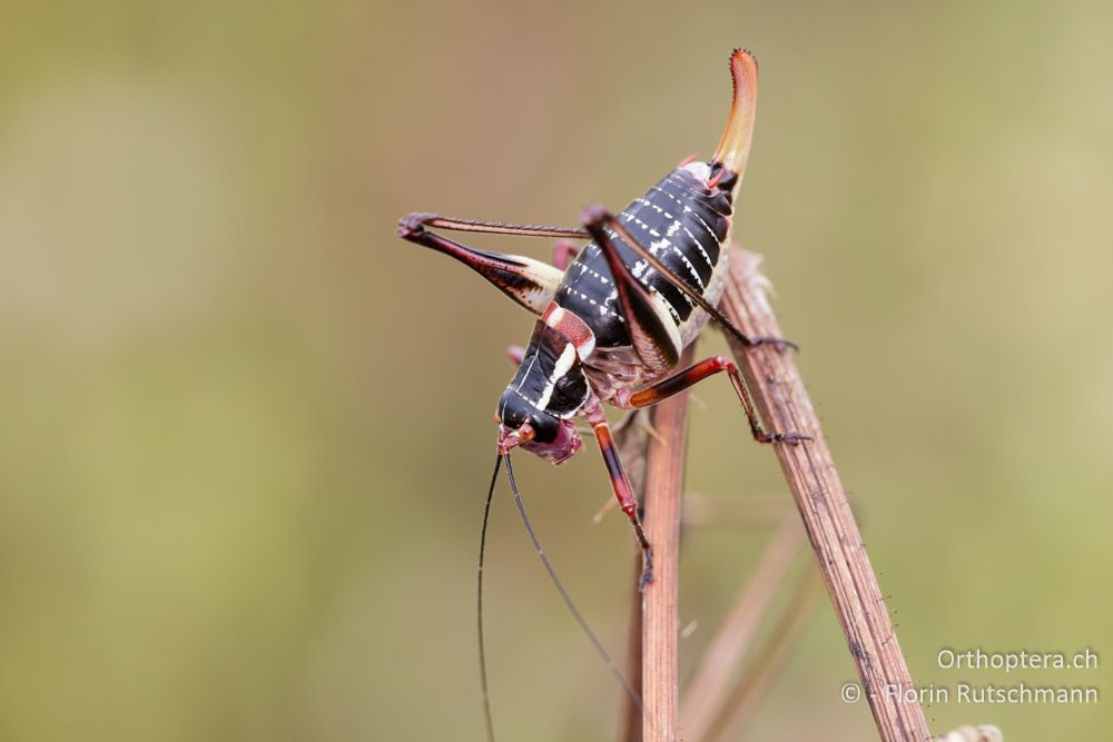 Dunkle Säbelschrecke (Barbitistes ocskayi) ♀ - HR, Istrien, Mutvoran, 20.06.2016