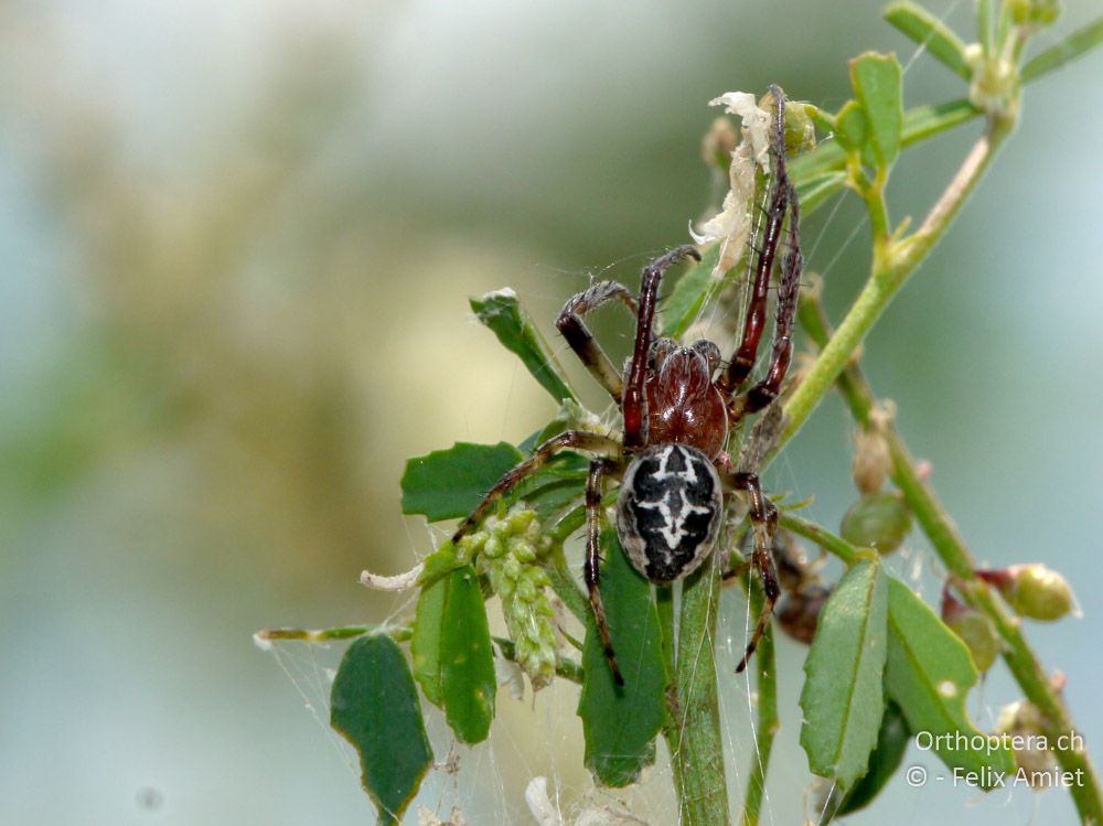 Brückenkreuzspinne (Larinioides sclopetarius) - GR, Zentralmakedonien, Volvi-See, 05.07.2013