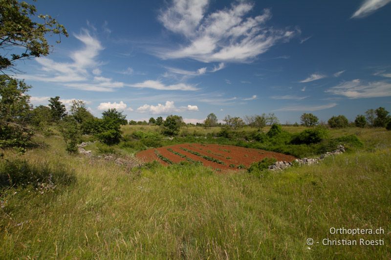 Typische Doline mit extensiver Landwirtschaft - HR, Istrien, Bokordići, 04.06.2014