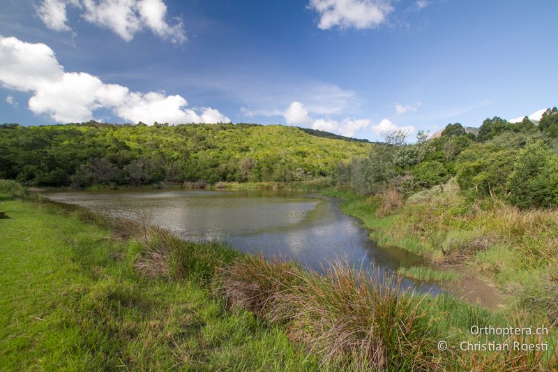 Libellen- und Forellensee - SA, Limpopo, Tzaneen, Kurisa Moya Lodge, 07.01.2015