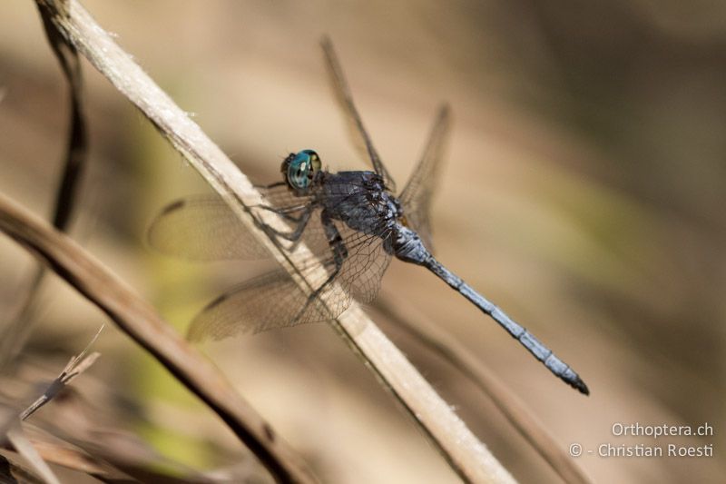 Orthetrum sp. ♂ - SA, Nort West, Rustenburg, Magaliesberg, 14.01.2015