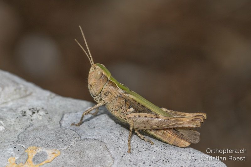 Chorthippus mollis ♀ - HR, Primorsko-goranska županija, Cres, Sveti Petar, 23.07.2015