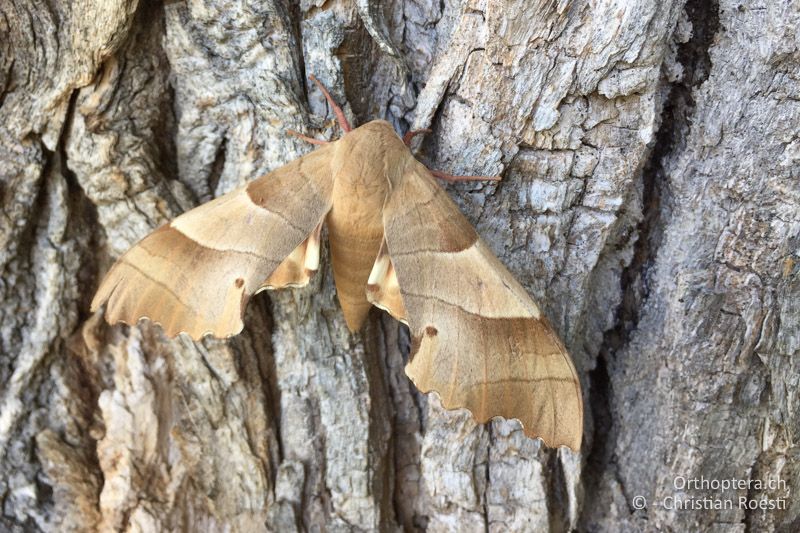 Eichenschwärmer (Marumba quercus) vom Hotel Sakar in Topolovgrad, mit iPhone 6 fotografiert - BG, Plowdiw, Belovitsa, 10.07.2018