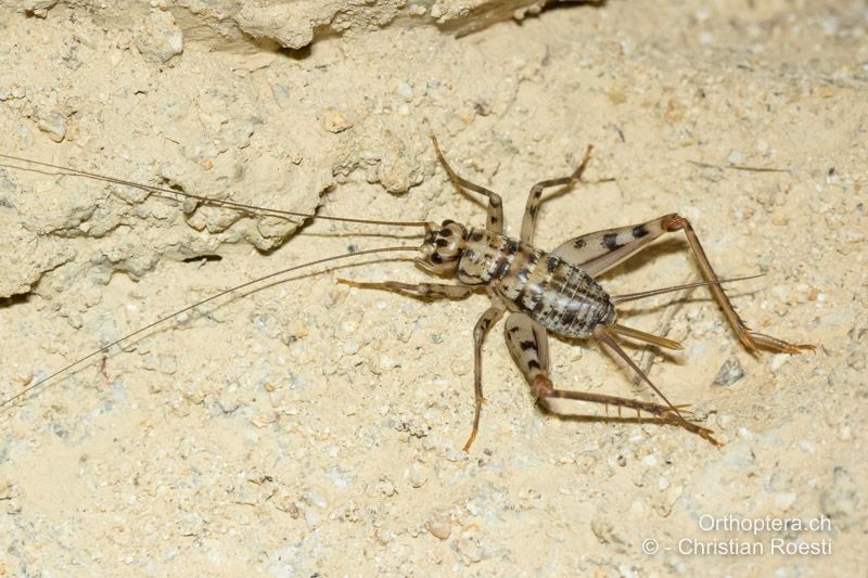 Larve im letzten Stadium von Gryllomorpha dalmatina ♀. Bei den Grillen ist die Legeröhre im letten Larvenstadium noch deutlich kleiner als beiden adulten Tieren, was für die Ensifera speziell ist - BG, Sofiya, Melnik, 13.07.2018