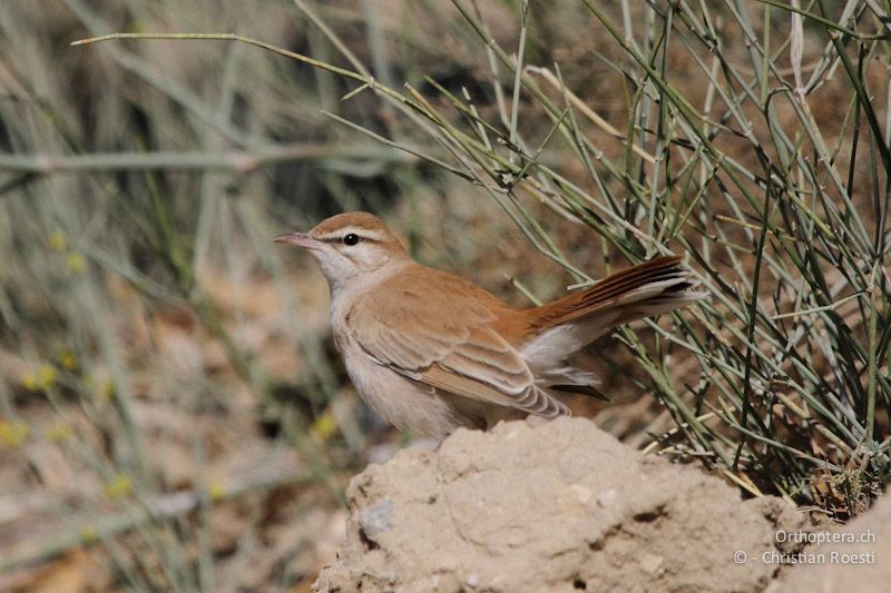 Heckensänger (Rufous-tailed Scrub Robin, Cercotrichas galactotes) auf dem Durchzug in einer Oase bei Dilagah, 20.05.2011