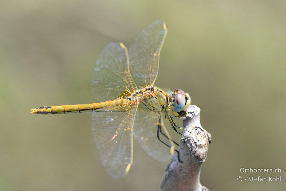 Frühe Heidelibelle (Sympetrum fonscolombii) ♀ - BG, Chaskowo, Matochina, 09.07.2018