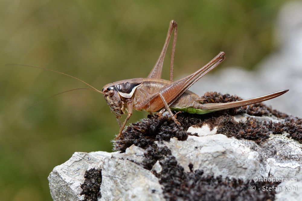 Pholidoptera littoralis littoralis ♀ - HR, Istrien, Račja Vas, Dol, 24.07.2015