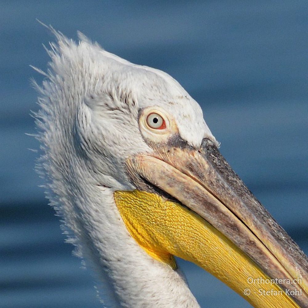 Krauskopfpelikan (Pelecanus crispus) - GR, Zentralmakedonien, Kerkini-See, 08.07.2013