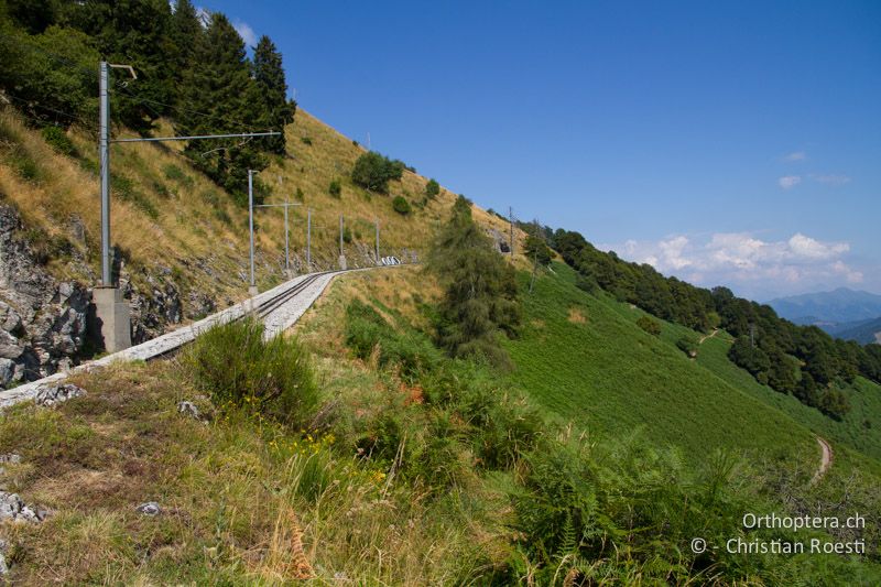 Adlerfarnflur entlang der Mt. Generoso-Bahn - CH, TI, Mt. Generoso, 17.08.2013
