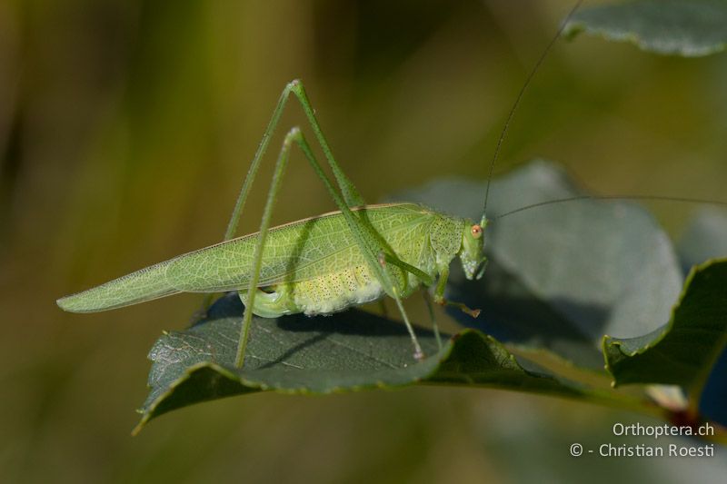 Frisch gehäutetes ♀ von Phaneroptera nana - CH, TI, Mt. Caslano, 11.10.2011