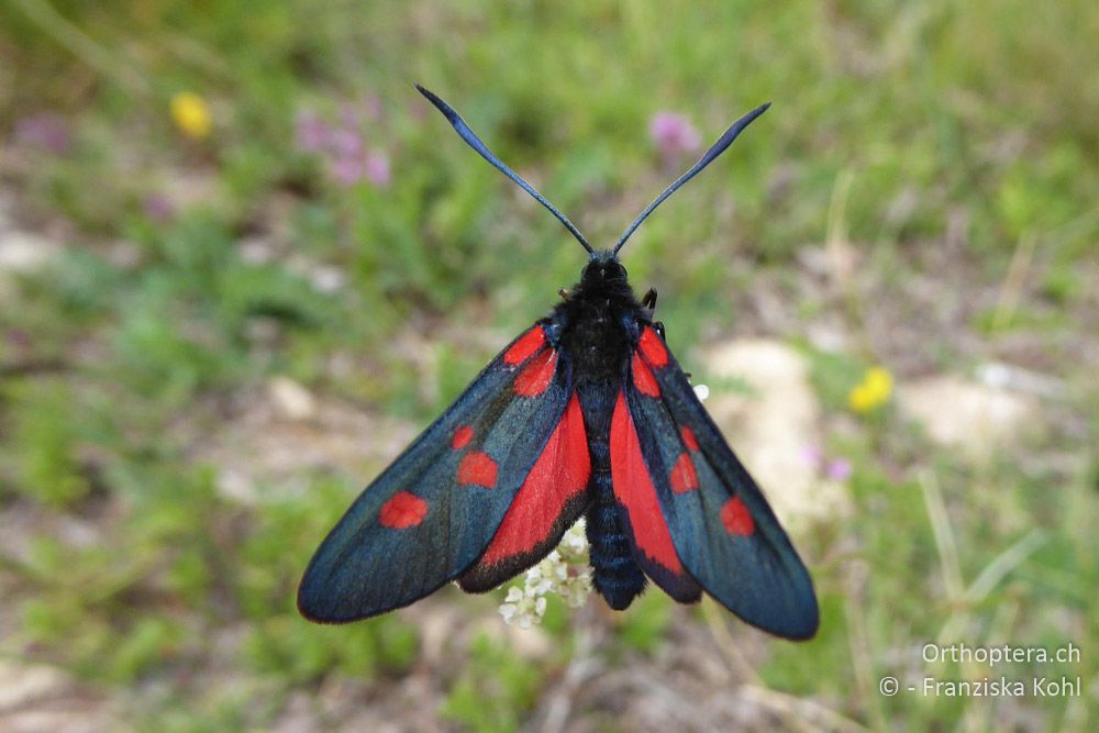 Kleewidderchen (Zygaena lonicerae) - BG, Blagoewgrad, Bergwiese bei Pass nach Pirin, 12.07.2018