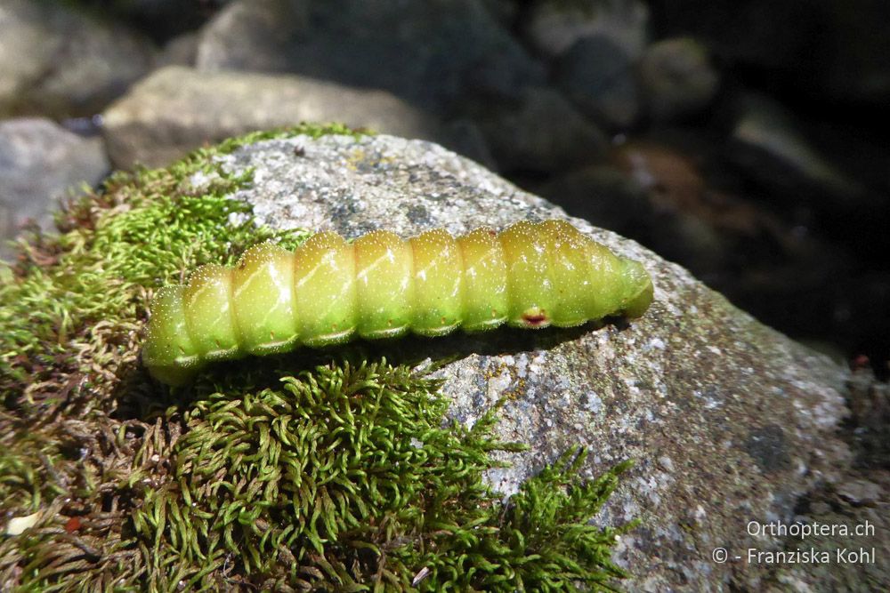 Verpuppungsreife Raupe vom Nagelfleck (Aglia tau) - BG, Blagoevgrad, Waldlichtung vor Raslog bei Bansko, 14.07.2018