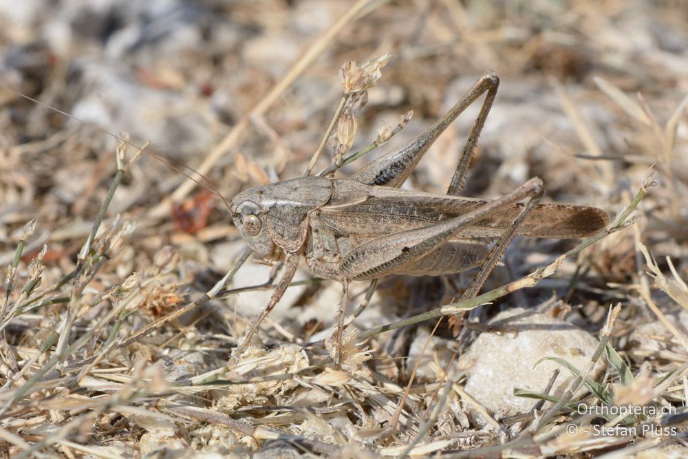 Platycleis intermedia ♂ - HR, Istrien, Premantura, 22.07.2015