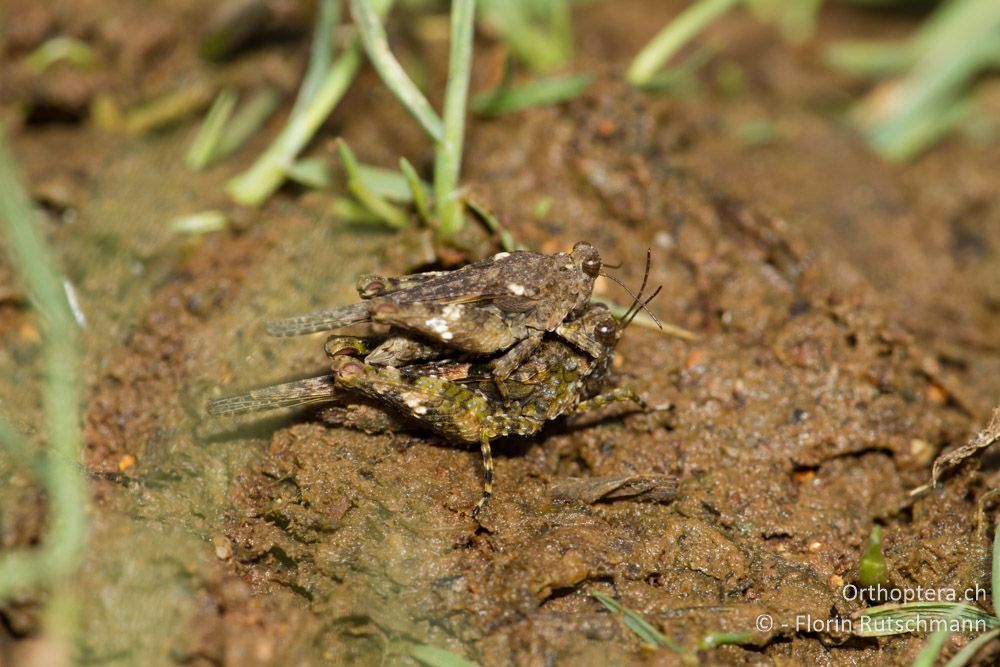 Paarungsversuch der Mittelmeer-Dornschrecke (Paratettix meridionalis) - Westlich von Paramythia, 11.07.2011