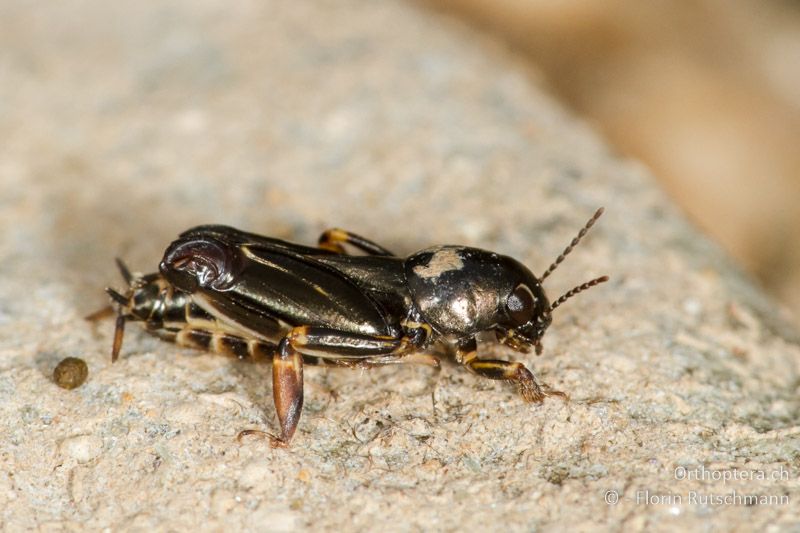 Xya pfaendleri ♂ - GR, Ostmakedonien, Rhodopen, 22.07.2013