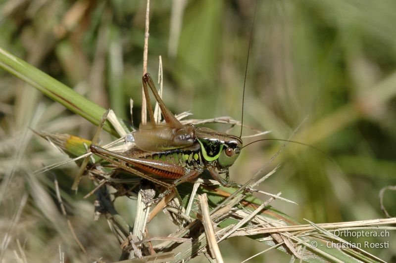 Roeseliana roeselii ♂, singend - CH, VS, Oberems, 13.07.2007