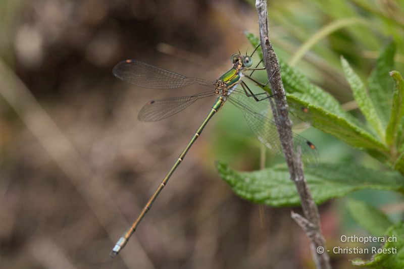 cf. Chlorolestes fasciatus, Mountain Malachite - SA, Mpumalanga, Dullstroom, Field & Stream Lodge, 12.01.2015