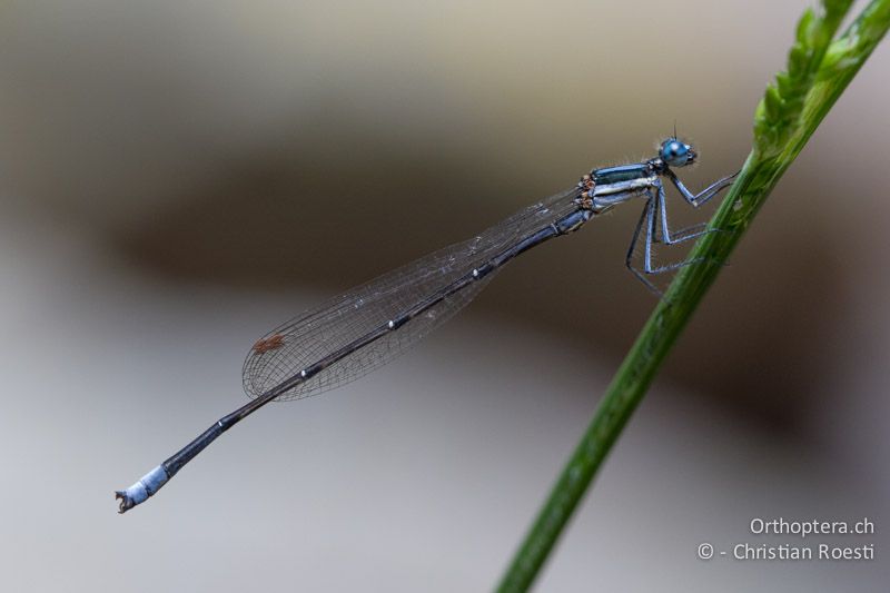 Elattoneura glauca, Common Threadtail ♂ - SA, Nort West, Rustenburg, Magaliesberg, 15.01.2015