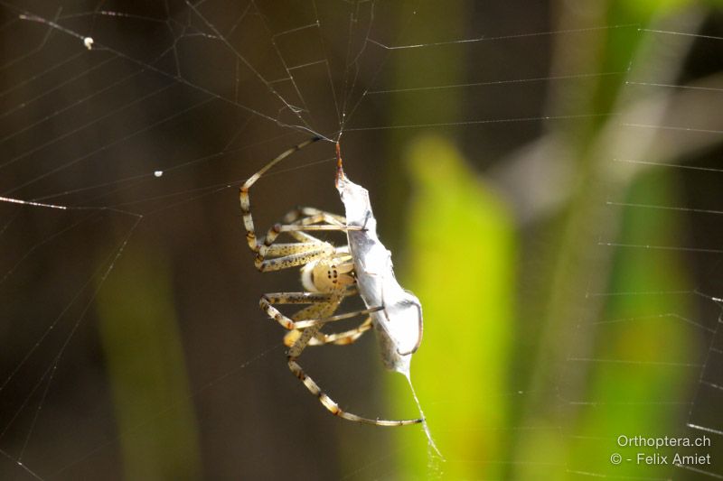 Wespenspinne, Argiope bruennichi - HR, Istrien, Bokordići, 19.07.2015