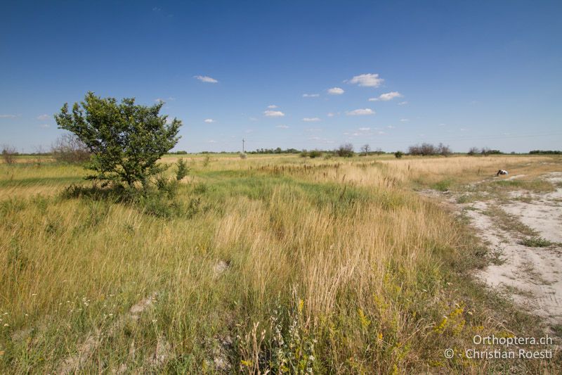 Steppe - HU, Bács-Kiskun, Fülöpszállás, 07.07.2016