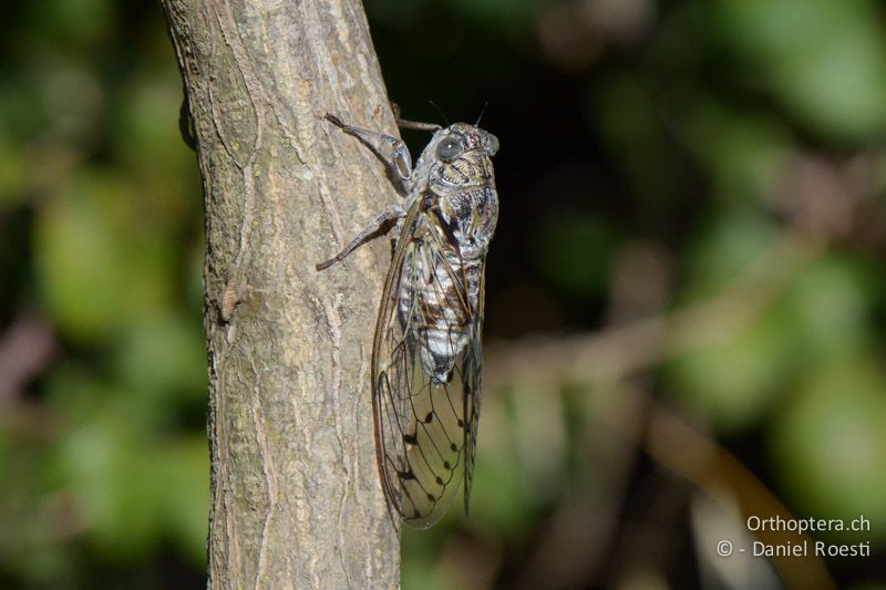 Mannazikade (Cicada orni ) ♂ - FR, Crau, 08.07.2014